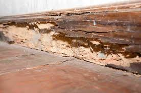 Spotting Termite Entry Points on Your Home’s Foundation in Nashville